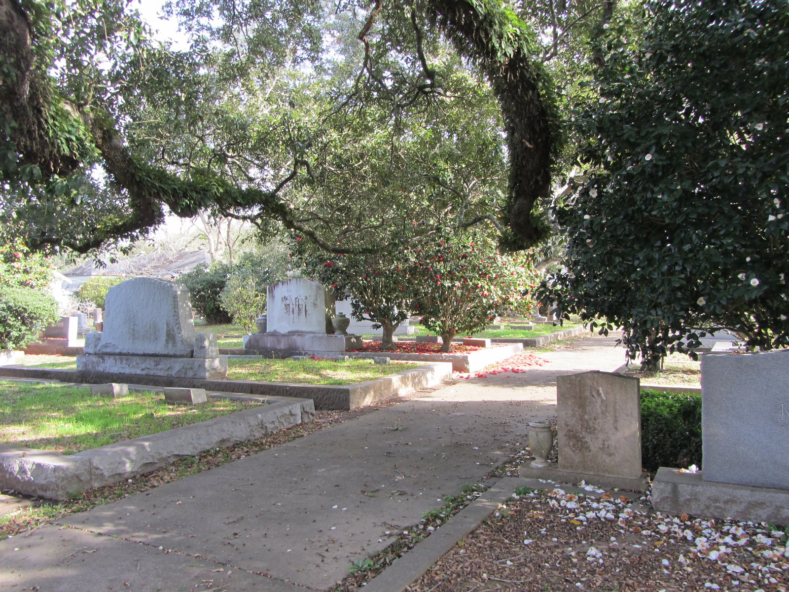 Walkway and headstones under live oaks at Menachim Aveilim Jewish Cemetery in Lafayette, 2012